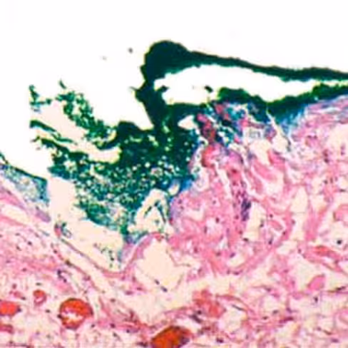 Colorant vert indélébile, 100 ml x 1