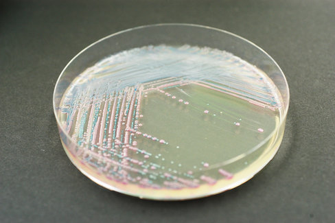 Chromagar staphylococcus aureus - 2x10