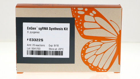 Engen sgrna synthesis kit s. pyogenes 10 réactions