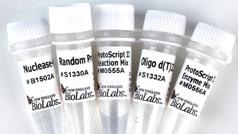 Protoscript ii first strand cdna synthesis kit 150 réactions