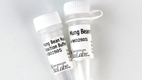 Mung bean nuclease 1500 unités