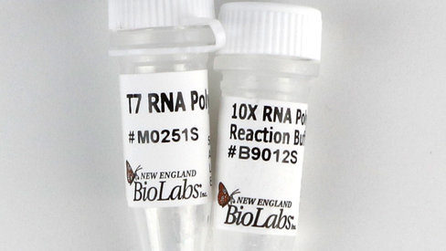 T7 rna polymerase 5000 unités