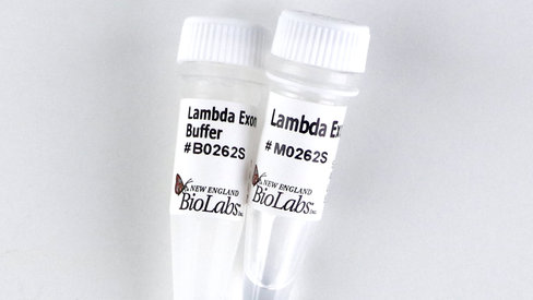 Lambda exonuclease 5000 unités