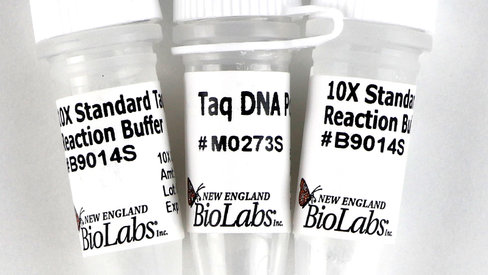 Taq dna polymerase (df standard taq buffer) 400 unités