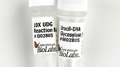 Uracil-dna glycosylase (udg) 1000 unités