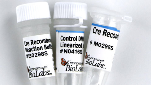 Cre recombinase 250 unités