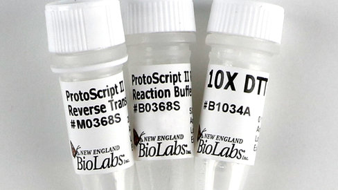 Protoscript ii reverse transcriptase 10000 unités