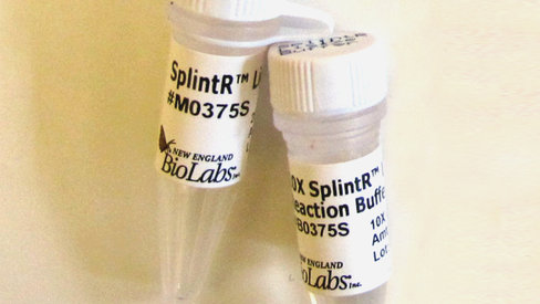 Splintr ligase 1250 unités