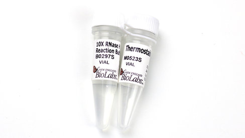 Thermostable rnase h 250 unités