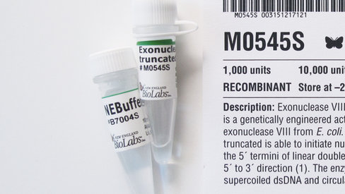 Exonuclease viii 1000 unités