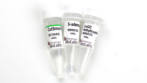 Ecogii methyltransferase 200 unités