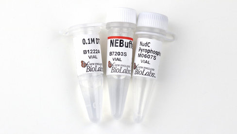 Nudc pyrophosphatase 250 pmol