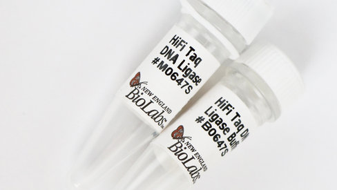 Hifi taq dna ligase 50 réactions