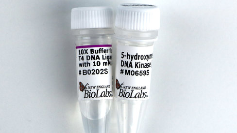 5-hydroxymethyluridine dna kinase 1000 unités