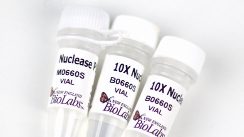 Nuclease p1 10.000 10000 unités