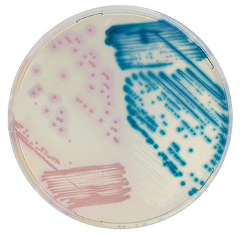 Chromagar lin-r - 2x10
