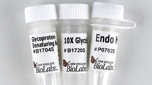 Endo h 10000 unités