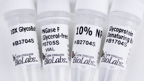 Pngase f (glycerol free) 75000 unités