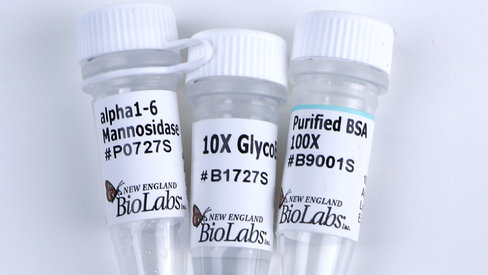 A 1-6 mannosidase 800 unités