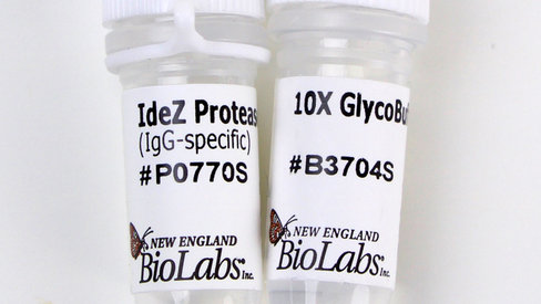 Idez protease (igg-specific) 4000 unités