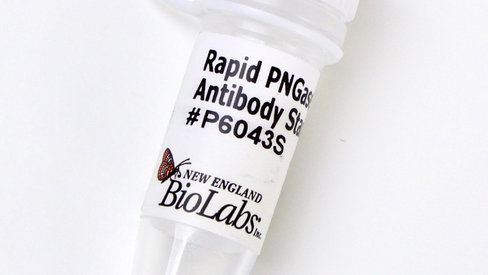 Rapid pngase f antibody standard 250 µg
