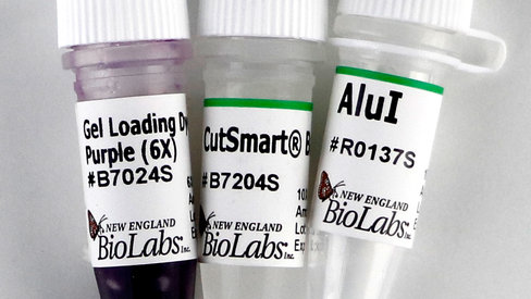 Alui recombinant 1000 unités