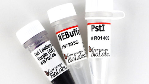 Psti recombinant conc. 50000 unités