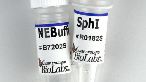 Sphi recombinant 500 unités