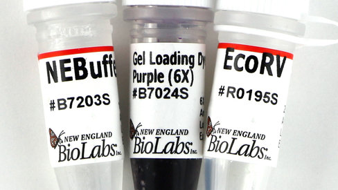 Ecorv recombinant conc. 4000 unités