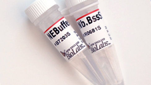 Nb.bsssi recombinant 1000 unités