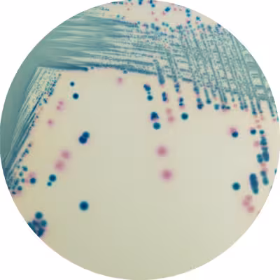 Chromagar msuper carba - 2x10