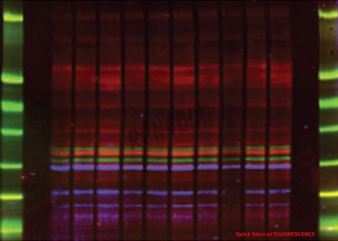 Amersham quickstain au CY5 1 kit