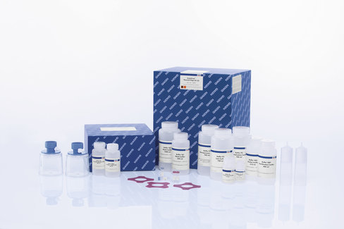 EndoFree Plasmid Giga Kit (5)