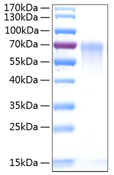 Recombinant human cd55/daf protein 20 µg