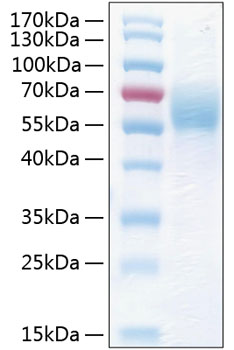 Recombinant human thsd1 protein 10 µg