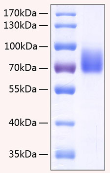 Recombinant human 2b4/slamf/cd244 p rotein 100 µg