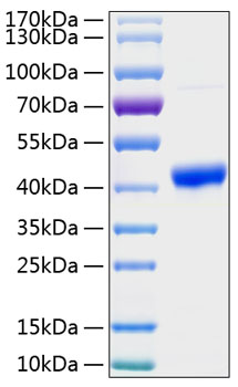 Recombinant human osteonectin/sparc protein 50 µg