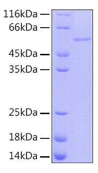 Recombinant human rbbp-4 protein 10 µg