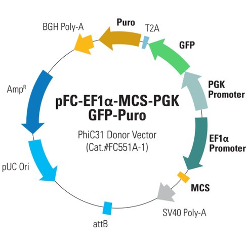 Pfc -pgk-mcs-pa-ef1-gfp-t2a-puro phic31 donor vector 10 µg
