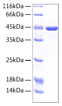 Recombinant human slc3a2 protein 20 µg