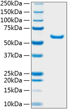 Recombinant mouse tnfr2 / tnfrsf1b protein 100 µg