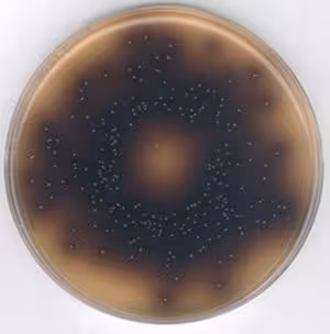 Bile esculin azide agar 500 g