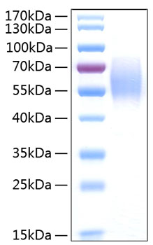 Recombinant human cd155/pvr protein 10 µg