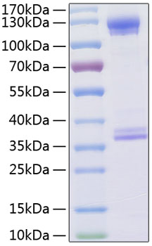Recombinant human cd93/c1qr1 protei n 50 µg