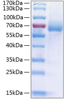 Recombinant human scarb2 protein 50 µg