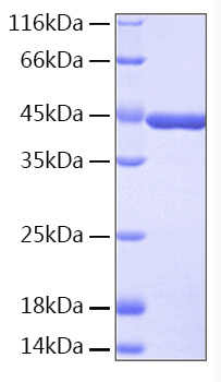 Recombinant human ido-1 protein 50 µg