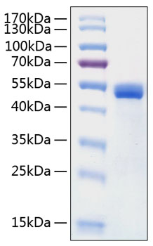 Recombinant human cathepsin d/ctsd protein 50 µg