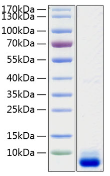 Recombinant human c5a protein 50 µg