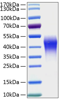 Recombinant human cd300c protein 100 µg