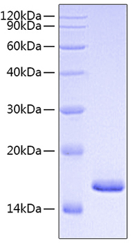Recombinant mouse fgf1/fgfa/fgf aci dic protein 10 µg